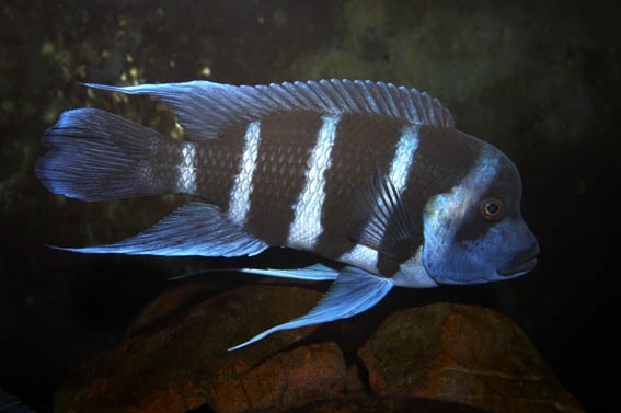 Cyphotilapia gibberosa 'Tembwe Deux'